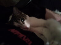 Άρτεμις 94.jpg