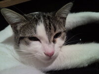 Άρτεμις 90.jpg