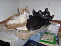 οι γάτες μου 2 Febr 2011 004.jpg