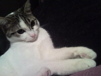 Άρτεμις 101.jpg