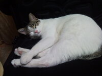 Άρτεμις 103.jpg