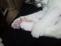 Άρτεμις 104.jpg