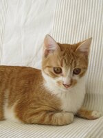 γλυκειά πουτίνγκα.jpg