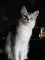 02 Black-Silver Somali.jpg