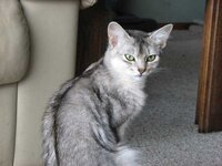 03 Black-Silver Somali.jpg