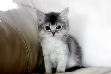 Somali cat semi-longhair ticked.jpg