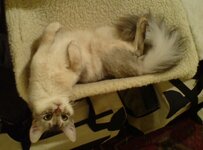 sorafel cattery london.jpg