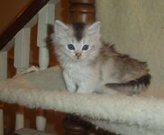 usual silver kitten.jpg