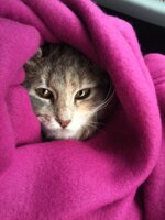 φωτογραφία (4).JPG