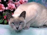 PLATINUM MINK Tonkinese.jpg