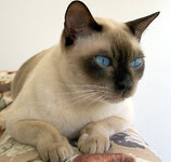 Champagne Mink tonk.jpg