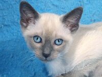 blue point kitten.jpg
