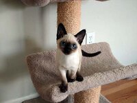 natural point kitty.jpg