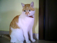 Video call snapshot 4.png