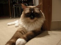 Δίας (μικρός πρίγκιπας).jpg