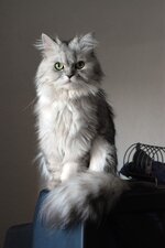 Doll_face_silver_Persian_2.jpg