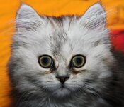 143217-380x327-Doll-face-Persian-kitten-2.jpg