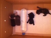 GetAttachment (1).jpg