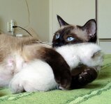 Moira-Tartuffo (3).JPG