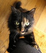 tortoiseshell-and-calico-cat-facts.jpg