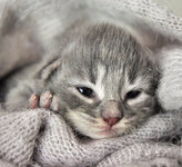 Aeolus 8 days olda.JPG