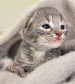 Aeolus 8 days oldb.JPG