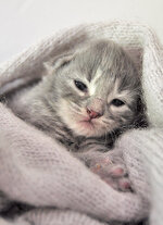 Aeolus 8 days oldc.JPG