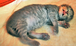 Aeolus 8 days oldl.JPG