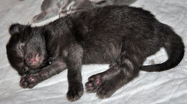 Calypso 1 week old.JPG