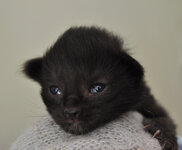 Calypso 8 days old.JPG