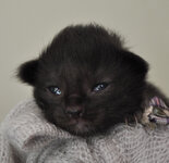 Calypso 8 days olda.JPG