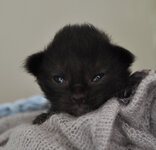 Calypso 8 days oldb.JPG