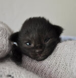 Calypso 8 days oldc.JPG