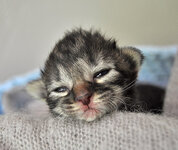 Circe 8 days old.JPG