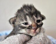 Circe 8 days olda.JPG