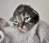 Circe 8 days oldb.JPG