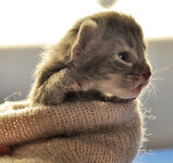 Nausica 8 days old.JPG