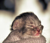 Nausica 8 days olda.JPG