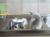 Άρτεμις - Απόλλωνας 07.jpg