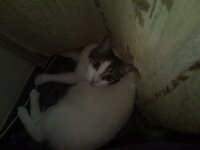 Άρτεμις 152.jpg