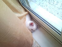 Απόλλωνας 26.jpg