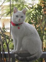 Αντίγραφο από PC130123.JPG