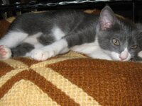 iounios 2012 gatakia 010.jpg