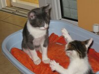 iounios 2012 gatakia 040.jpg