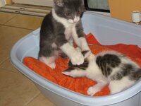 iounios 2012 gatakia 041.jpg