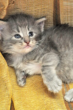 Aeolus 24 days oldc.JPG