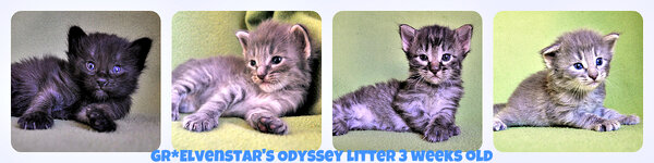 PicMonkey Collage.jpg