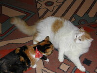 DSCN5944.JPG DSCN5944.JPG