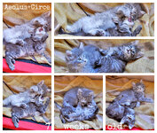 Aeolus+Circe 7 weeks old.jpg