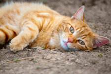 Orange_Cat_Chillaxing_by_GoGoGodzirra.jpg